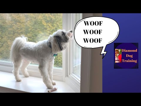 Video: Come posso fermare il mio cane da Barking at Noises?