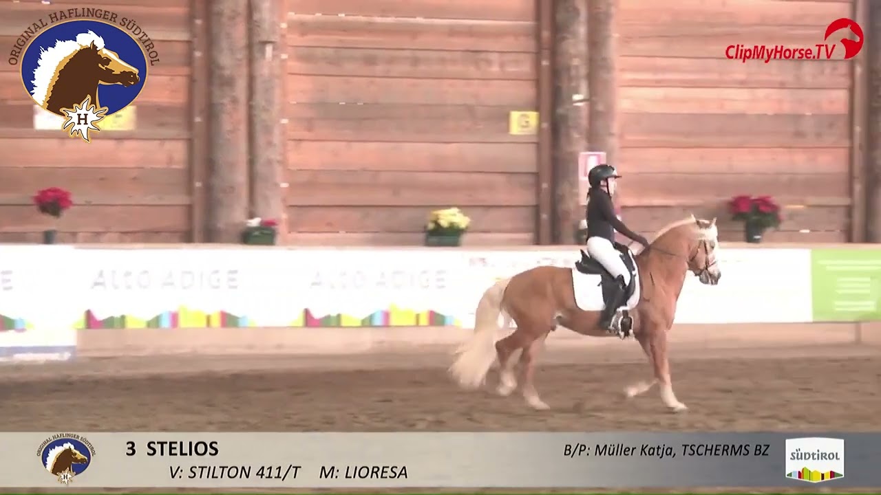 Hengstparade 2026 – Waldmeister-T und Stelios