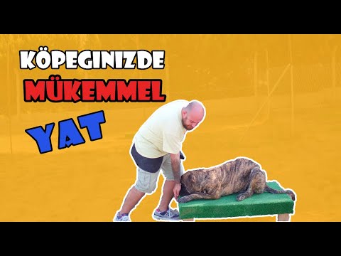 Video: Kaçan Cane Corso'ya Onur Vermenin 3 Muhteşem Yolu