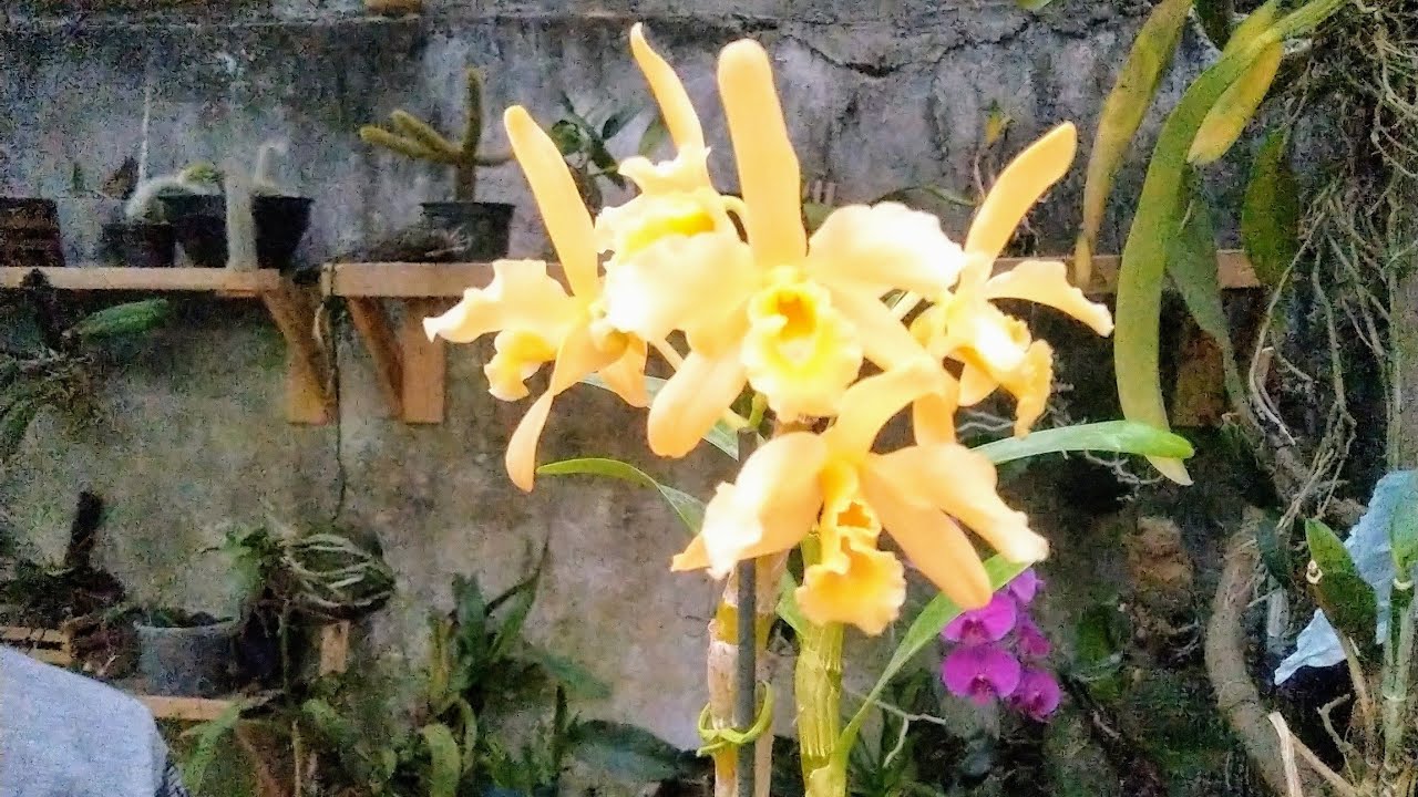 comprei dendrobium nobile amarelo / dicas de cultivo - thptnganamst.edu.vn