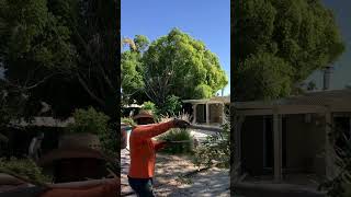 Initial Backyard Clean-up