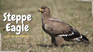 Steppe Eagle - Aquila nipalensis #BirdOftheWorld #Birds