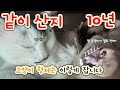 10년지기 고양이 형제, 이렇게 자는 거 실화야?