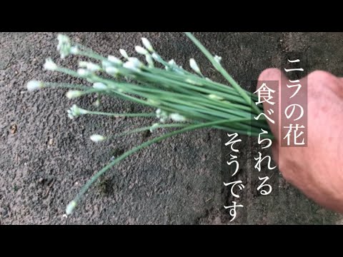 家庭菜園 ニラの花 花ニラ収穫 Youtube