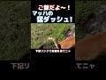「ご飯だよ〜!」で、2匹の猫が猛ダッシュで帰って来た! #shorts