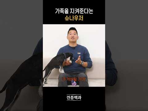결론 : 말티즈는 용맹하다