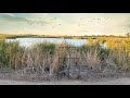 Amazing birds  fivebough wetlands leeton nsw