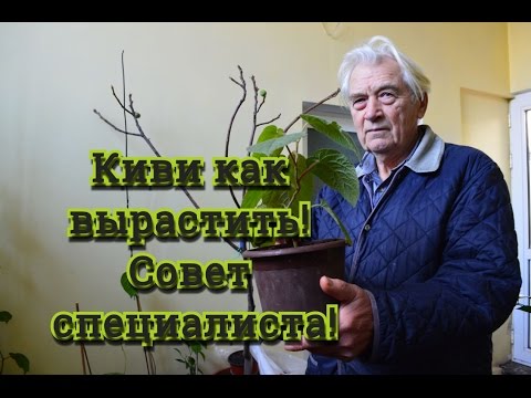 Киви.  Опыт разведения киви.  Советы специалиста !