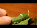 Tiger Swallowtail Caterpillar Defense