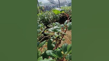 Thược dược giống trồng tết 2026