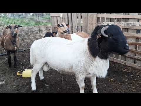 Wideo: Jak Hodować Owce Rasy Romanowów