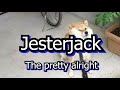 Jesterjack siege intro
