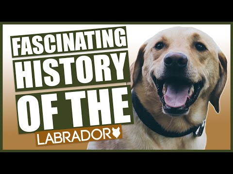 Video: The Labrador Retriever: Geschiedenis, feiten en informatie