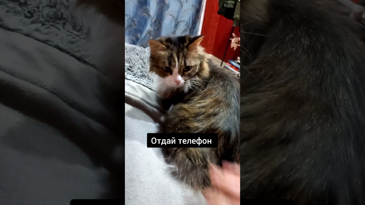 про потерянный телефон 