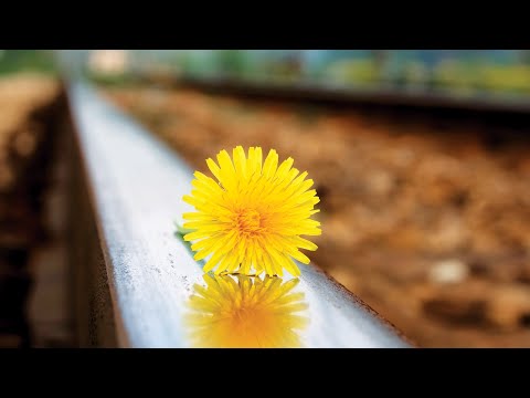 Vidéo: Aux Klaxons Des Trains