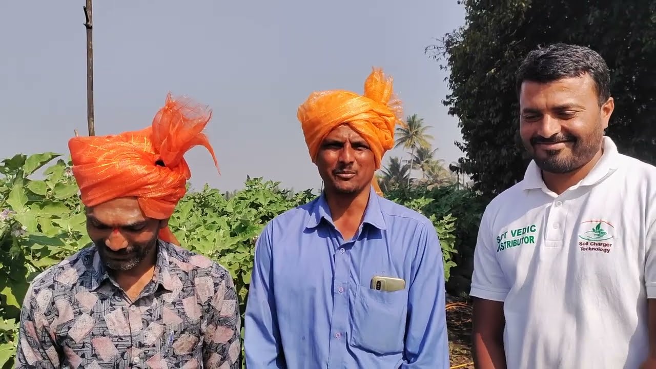 SCT वैदिक वांगी पिकाचा करणार राम सरांच्या उपस्थितीत वाढदिवस🥳एकरात 20 लाख💰6 महिन्यांत 42 टन उत्पादन‼️