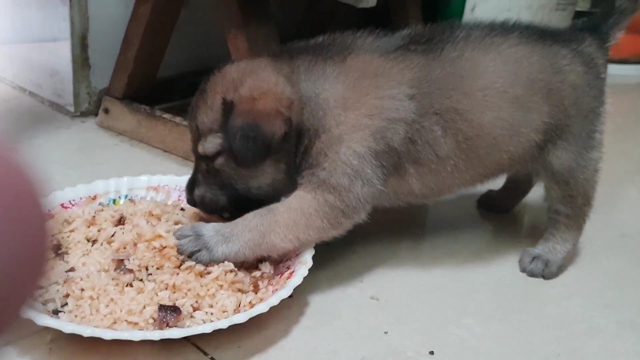 Puppy eating rice - YouTube