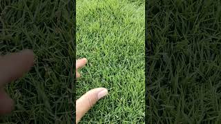 Lawn Grass Seeding Stage on Korean Carpet Lawn #samratsoftlawn #lawncare #lawngrass #lawnindia