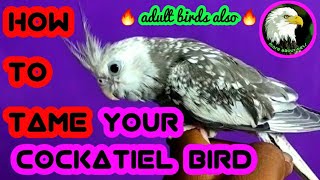 how to tame your cockatiel bird | tamil | more about pets | MAP |
