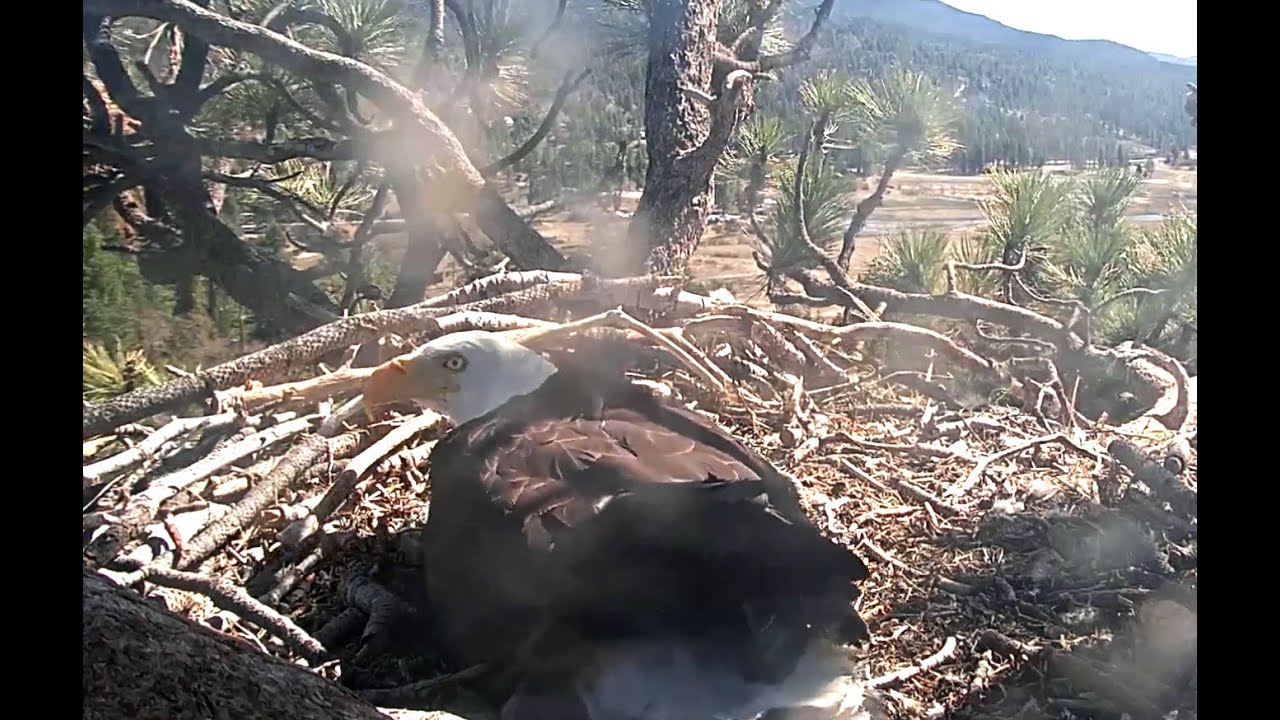 Shadow Returns To Incubate🥚 4-9-21 🦅Big Bear Eagles