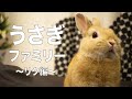 我が家のうさぎ紹介！〜リク編〜【Rabbit introduction of my family! ~Riku episode~ 】#85