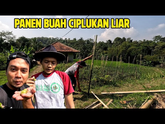 INDAHNYA HIDUP DI KAMPUNG, PANEN BUAH CIPLUKAN DI KEBUN HALAMAN RUMAH class=