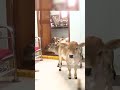 Mini cows in house  miniature punganuru breed smallest ancient indian brahman breed shotest cows