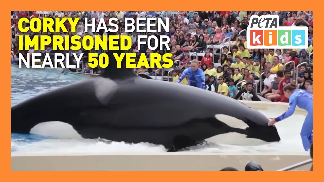 Corky the Orca's Sad Story YouTube