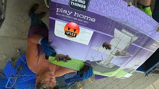 dumpster diving - Petsmart Score