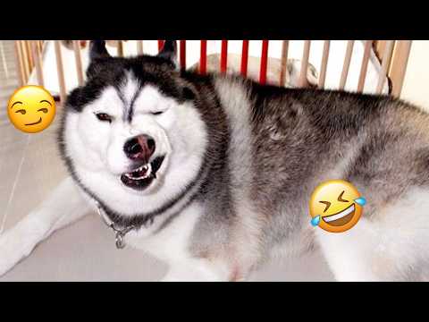 You Laugh, You Lose 😂 Funniest Dogs Compilation 2026 #9