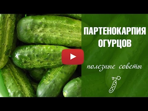 Партенокарпический огурец 🌟 Гибрид f1 🌟