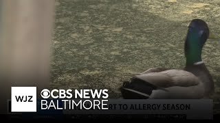 Allergy season irritating Marylanders