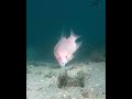 Watch this hogfish catch a crab under the Blue Heron Bridge in Florida!