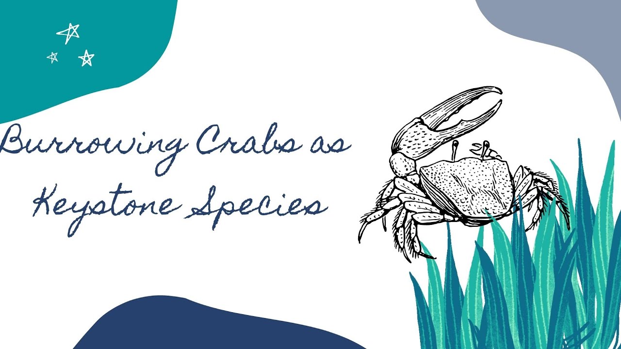 Burrowing Crabs as a Keystone Species