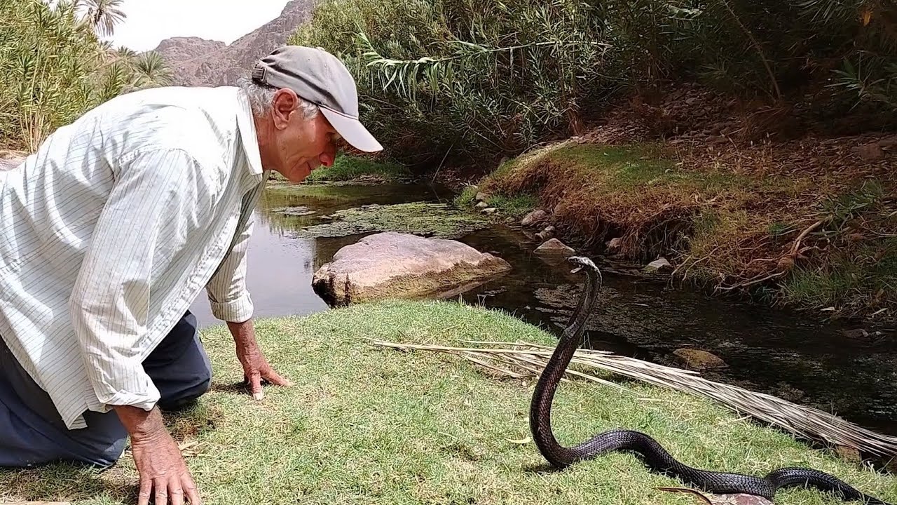  ❌مواجهة مرعبة☝️ بين صيّاد الأفاعي وأخطر🔞 كوبرا سوداء في البرية!☠️#snake #صيد الافاعي 