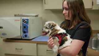 Animal Hospital Of Parkland