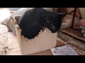 Кошачье зло или зло во плоти.