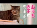 庭にやってくる最後の地域猫を保護して、動物病院へ連れて行きました。