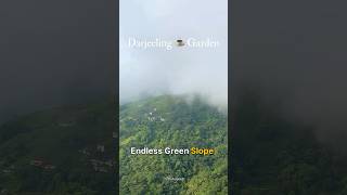 Tea Garden Darjeeling ☕️🏔️ #travelindia #travel #shorts