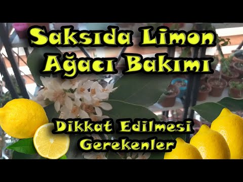 Video: Kapalı Limon Bakımı Nasıl Yapılır