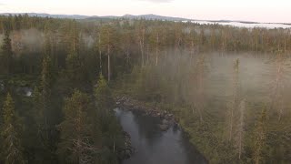 758. Vattendrag (Natural forest) Drone Stock Footage Video