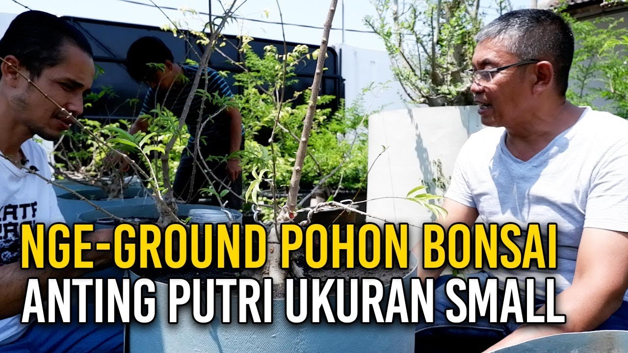 NGE-GROUND POHON-POHON BONSAI ANTING PUTRI UKURAN SMALL