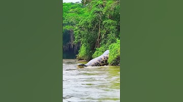 Giant anaconda