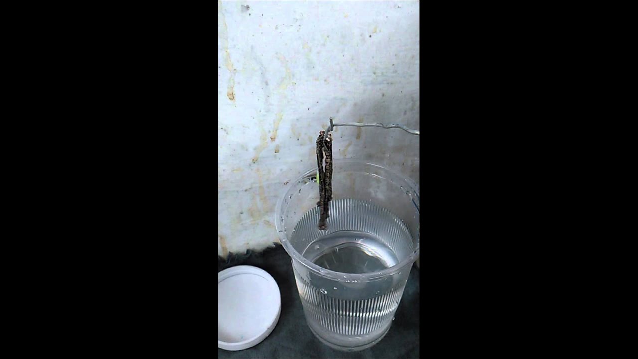 Como limpiar plata y oro, Limpiasteg