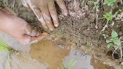 lần đầu trải nghiệm câu lươn đồng