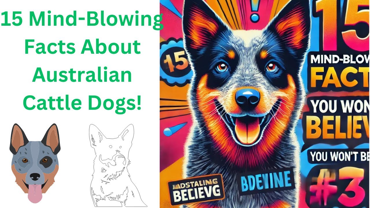 "15 Surprising Facts About Australian Cattle Dogs That Will Blow Your Mind! 🐾 You Won't Believe #7!"