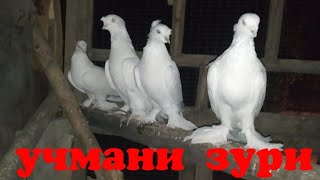 Учмани жиннилари Сотилади +99890 528 4141 @Андижанские голуби @кабутар @kabutar@pigeons
