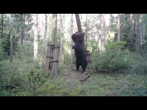 Огромный медведь чешет спину возле старой ЛЭП