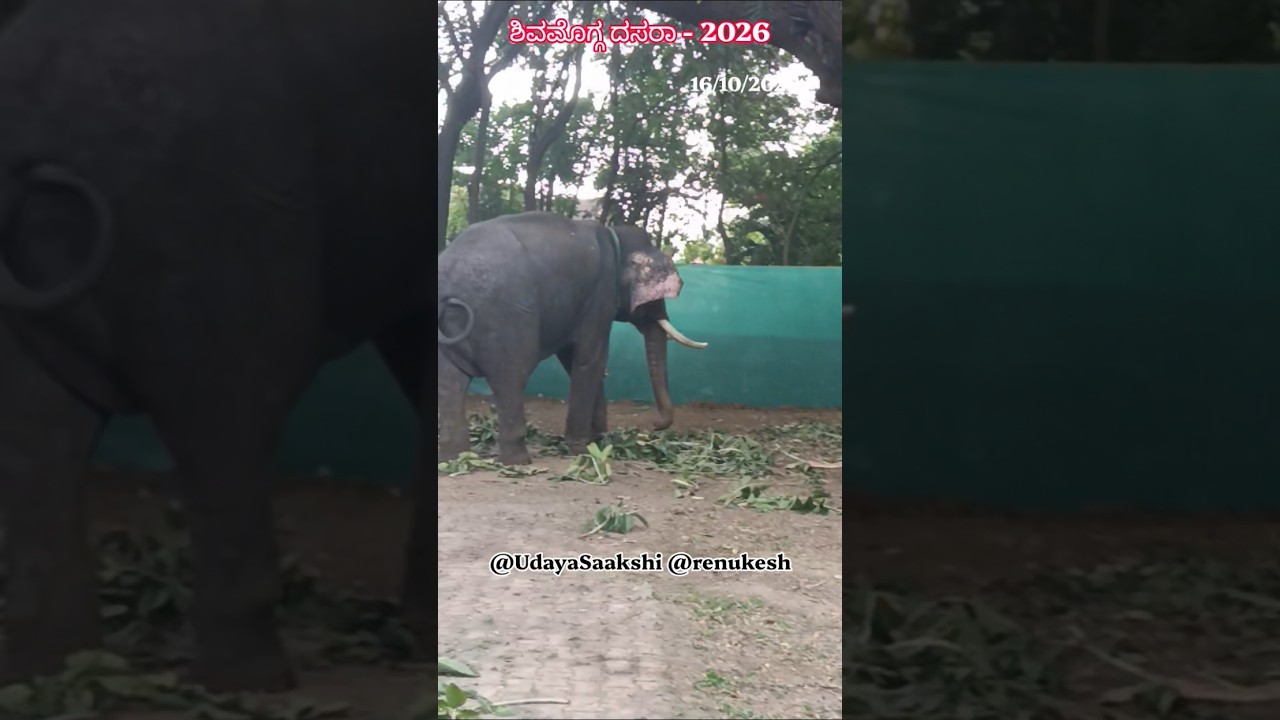 ಶಿವಮೊಗ್ಗ ದಸರಾ - 2026 : ಜಂಬೂ ಸವಾರಿಗೆ ಸಿದ್ದವಾದ ಸಕ್ರೆಬೈಲು ಆನೆ ಬಿಡಾರದ ಗಜಪಡೆ.#shimoga #shivamogga #news