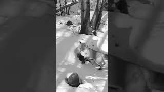 All Year Timelapse Fox Den #shorts All Year Timelapse Fox Den #shorts